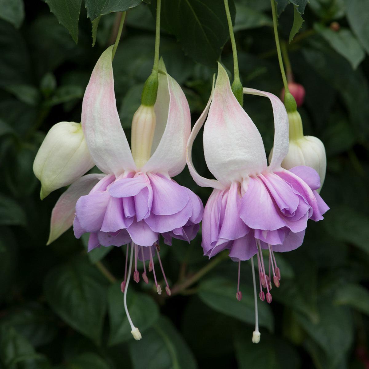 Lavender Mix Fuchsias Flower Seeds for Planting Heirloom, Non-GMO, Premium Quality High Germination Seeds