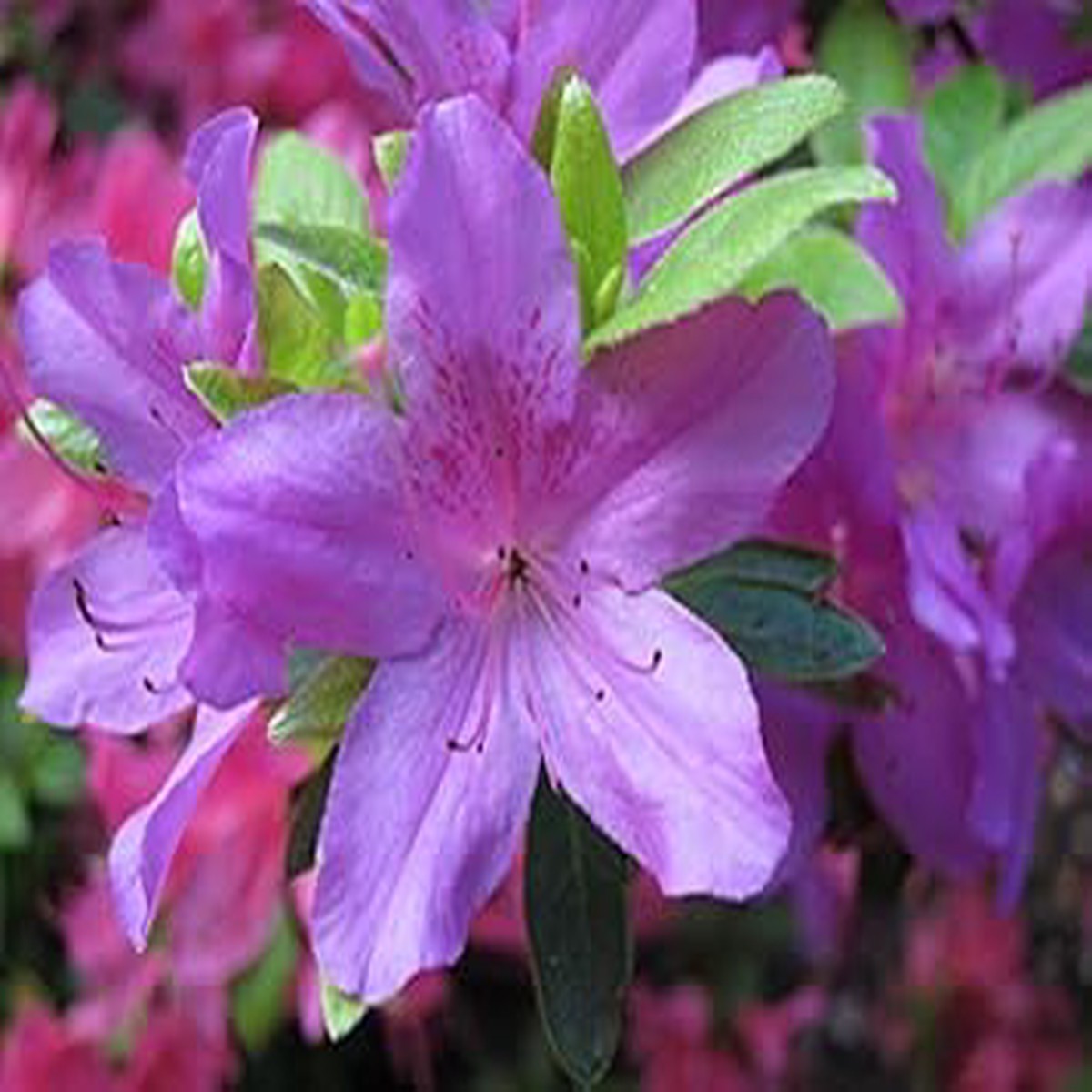 Lavender Rhododendron Azalea Seeds Heirloom Non-GMO High Germination Organic Garden Seeds for Planting