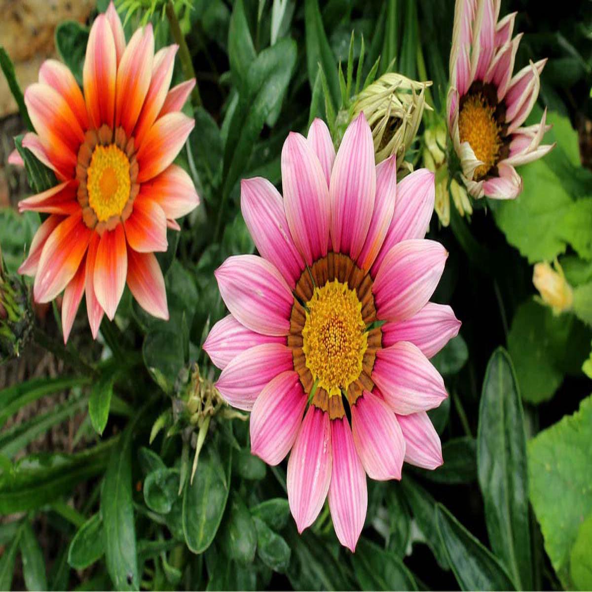 Light Pink Orange Gazania Flower Seeds for Planting Heirloom, Non-GMO, Drought Tolerant, High Germination