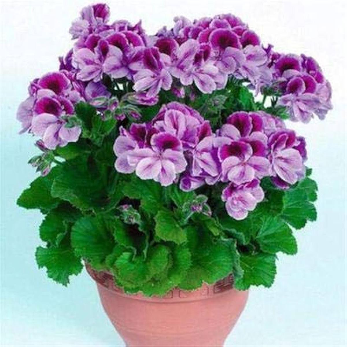 Light Violet Red Geranium Flower Seeds Heirloom Non-GMO Seeds for Planting & Organic Garden Blooms
