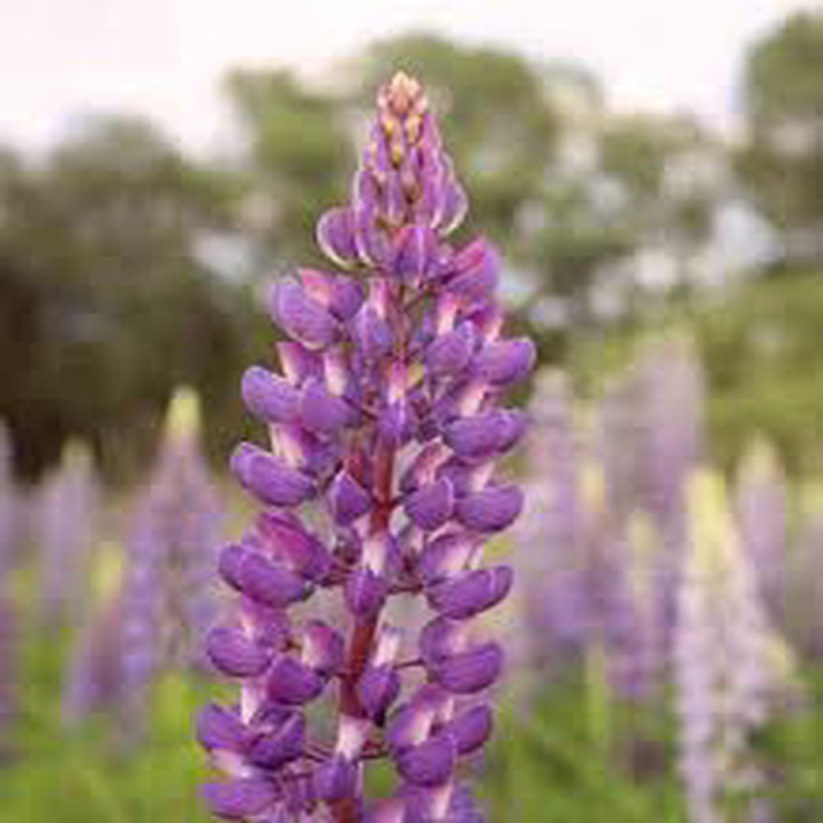 Lupine Wildflower Seeds Purple for Planting Heirloom, Non-GMO, Pollinator-Friendly, Perennial