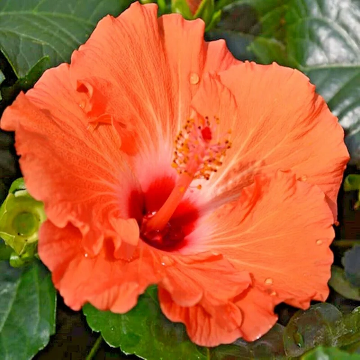 Madagascar Hibiscus Moscheutos Starter Seeds - Rose of Sharon Pink