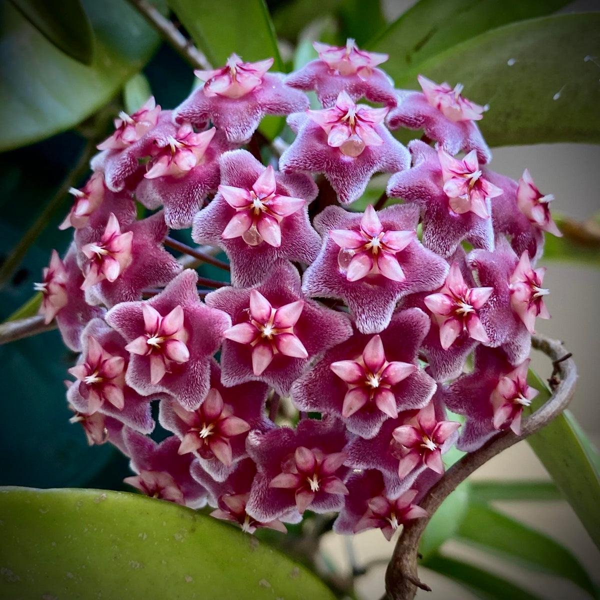 Maroon Hoya Flower seeds for Planting Hardy Variety Heirloom & GMO Free Seeds for Home Garden Sale