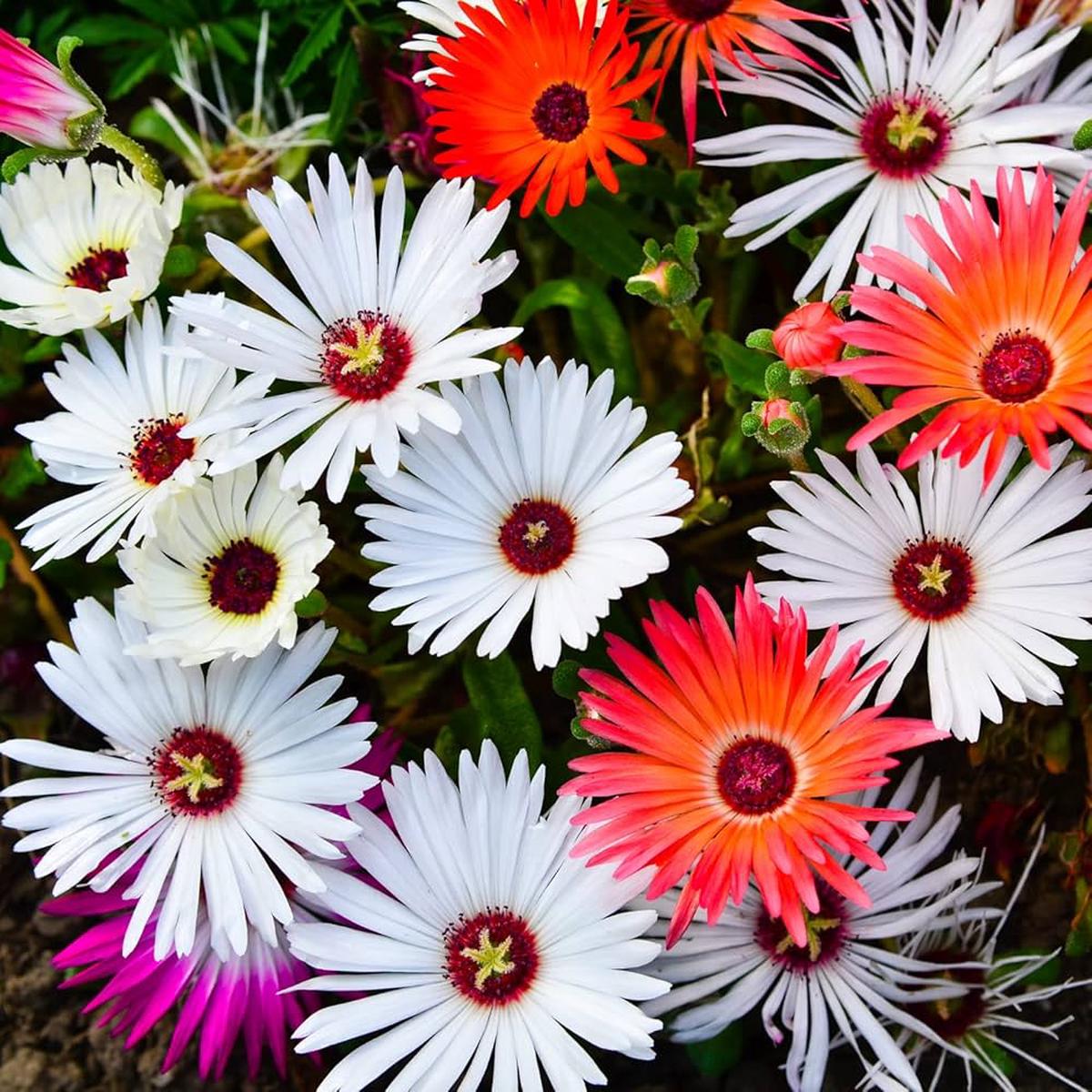 Mischfarbe Flower Seeds for Planting | Heirloom Non-GMO High Germination Organic Garden Seeds