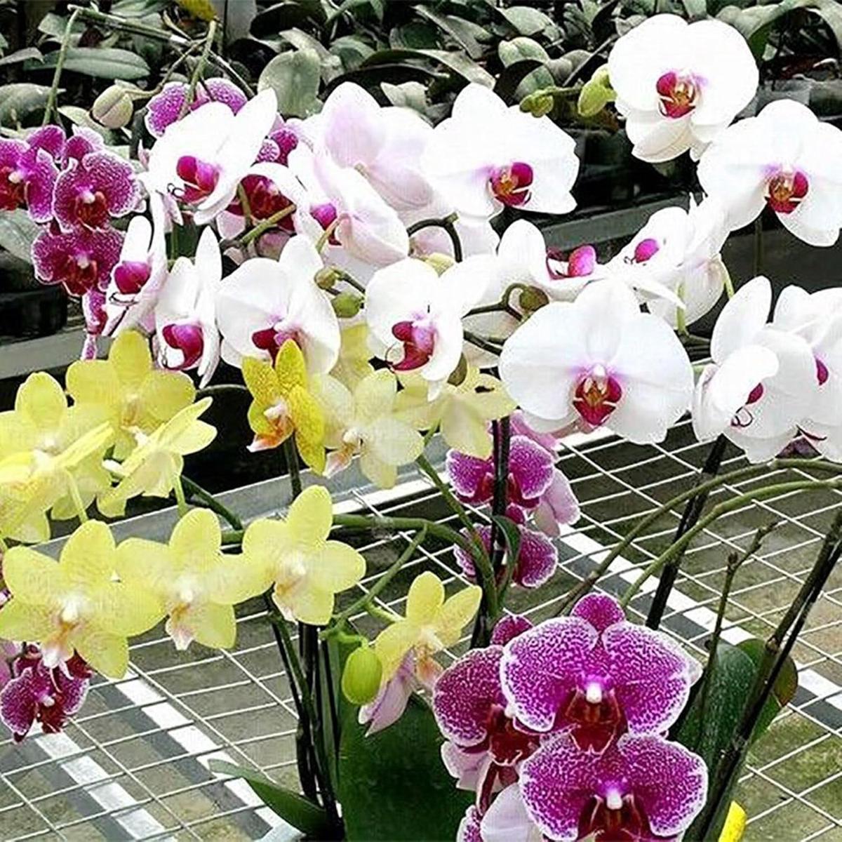 Mix Phalaenopsis Orchid Flower Seeds for Planting Heirloom, Non-GMO Wildflower Organic Garden Seeds