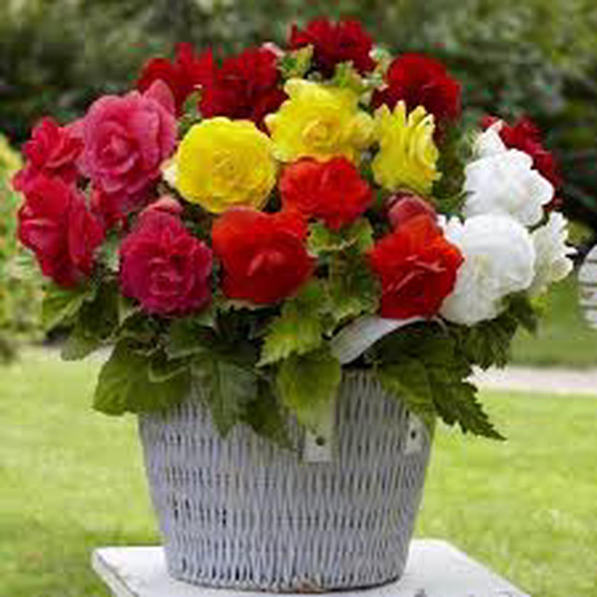 Mixed Begonia Tuberosa Flower seeds for Planting - Perfect for Borders, Heirloom & GMO Free Seeds for Home Garden