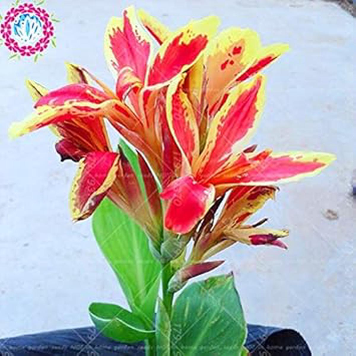 Orange Indica Flower seeds for Planting - Sun Loving, Heirloom & GMO Free Seeds for Home Garden