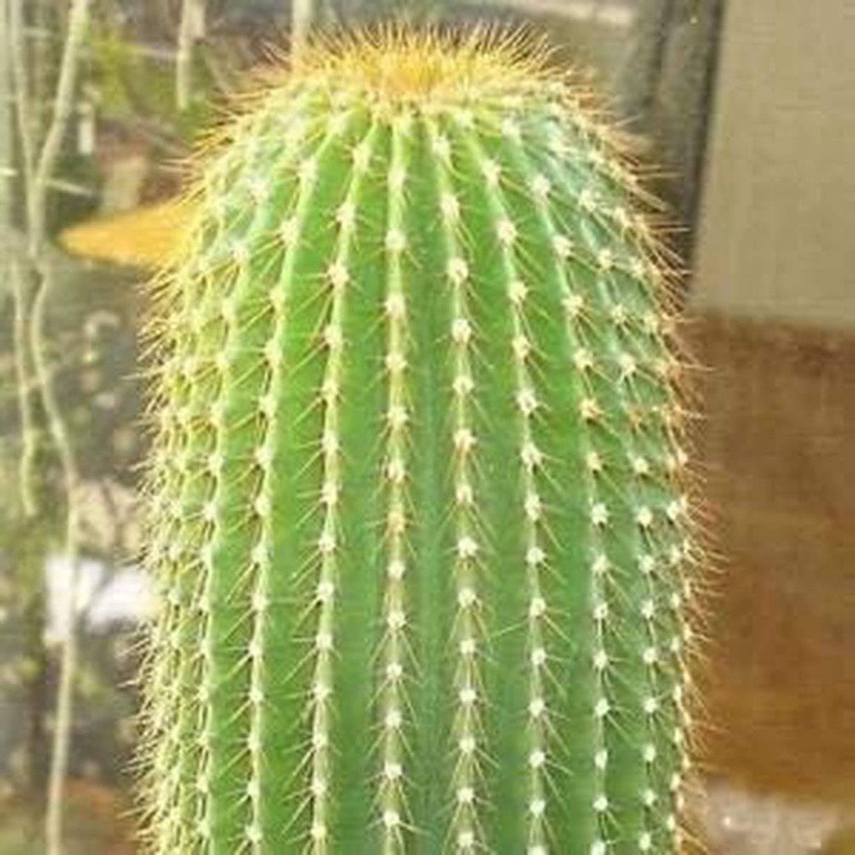 Organic Heirloom Green Neobuxbaumia Seeds for Planting Non-GMO, High Germination Organic Cactus Garden Seeds