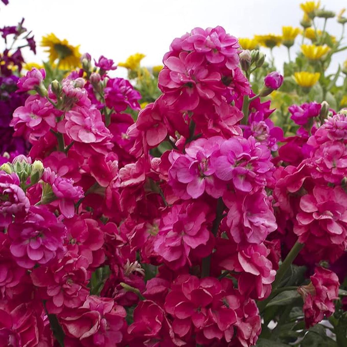 Organic Heirloom Non-GMO Matthiola Incana Seeds for Planting Vibrant Garden Blooms