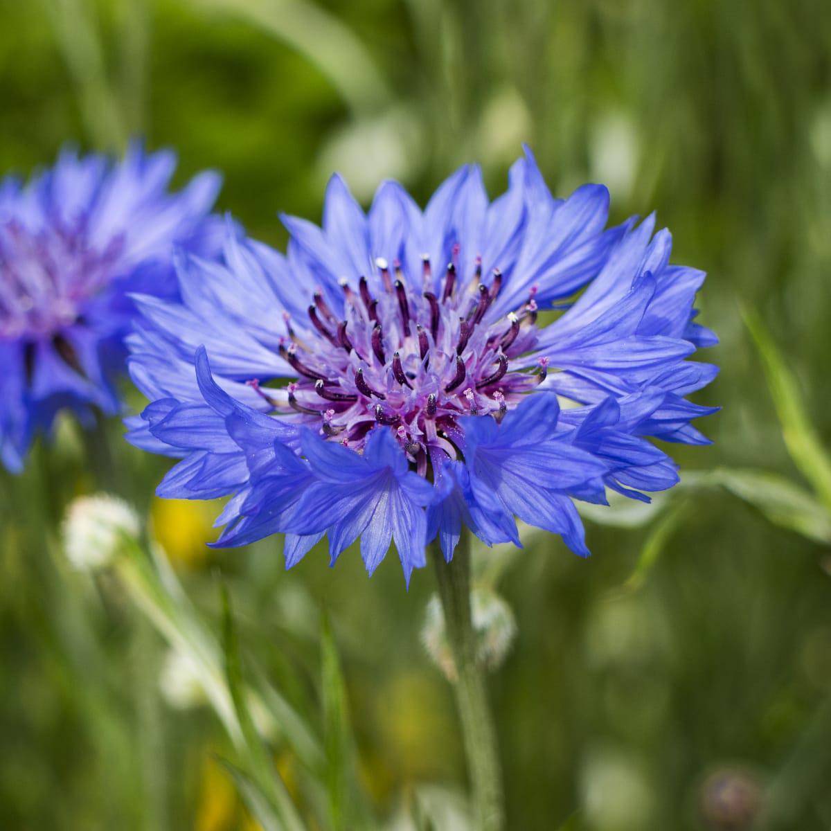 Organic Heirloom Purple Centaurea Cyanus Flower Seeds for Planting Non-GMO Cornflower Blooms, High Germination