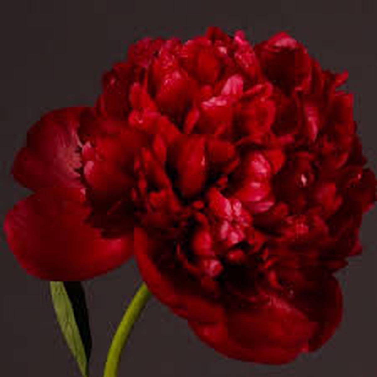 Paeonia Flower Seeds for Planting | Easy to Grow Heirloom Non-GMO Organic Garden Seeds High Germination