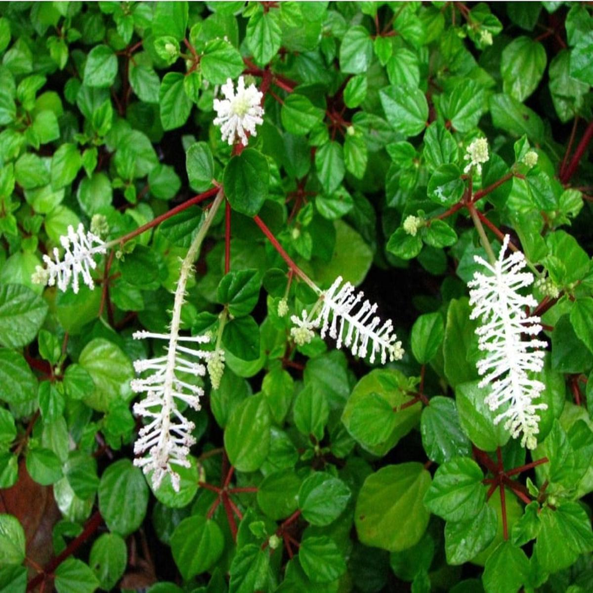 Pellucida Flower Seeds for Planting Heirloom, Non-GMO, High Germination Organic Garden Seeds