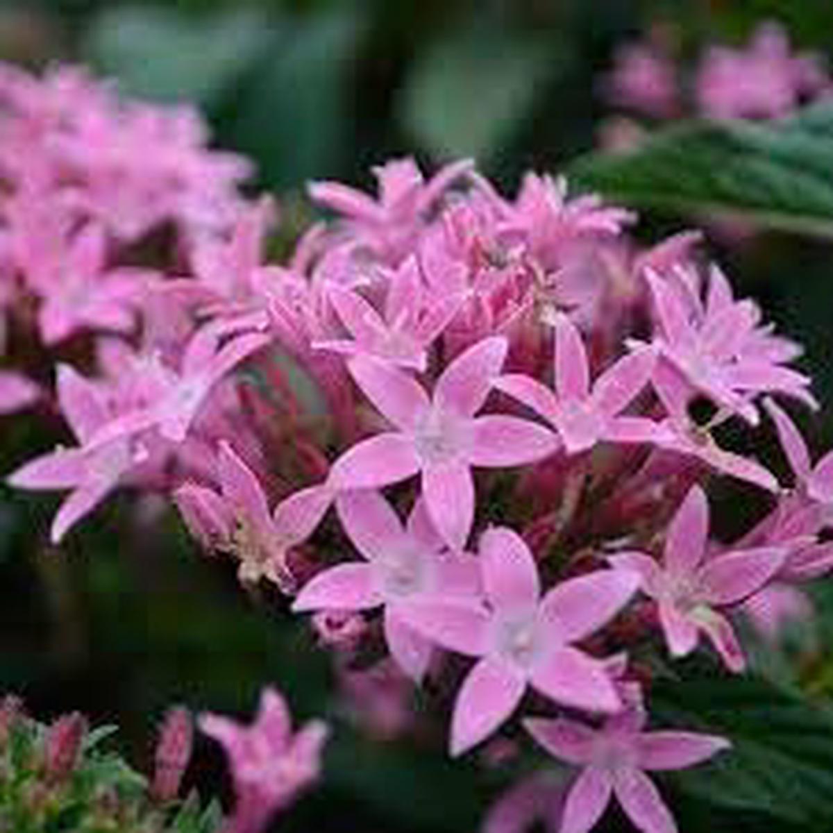 Penta Flower seeds for Planting - Fragrant Blossoms, Heirloom & GMO Free Seeds for Home Garden