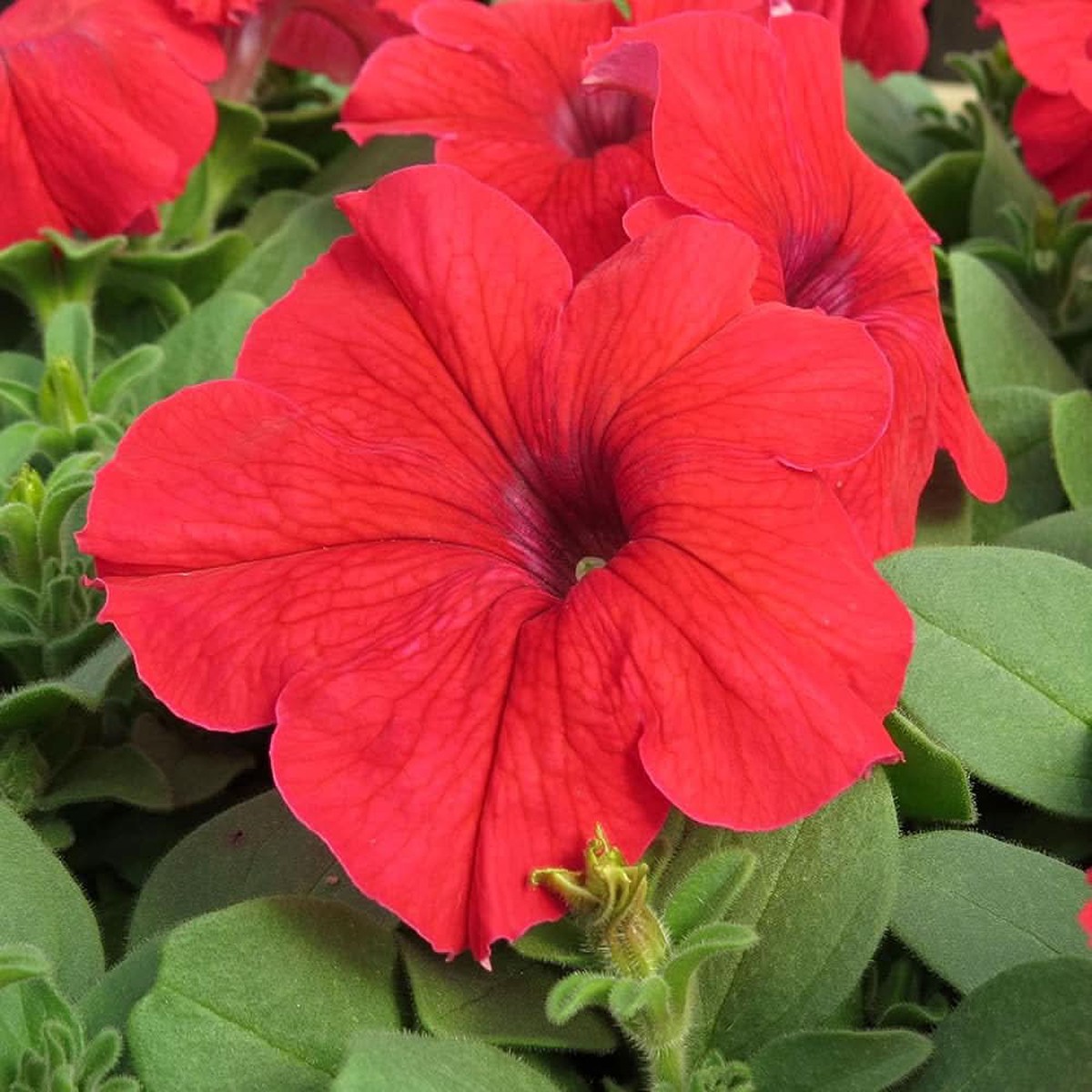 Petunia Tree Petunia hybrida flower seeds for planting in vertical garden and outdoor planters