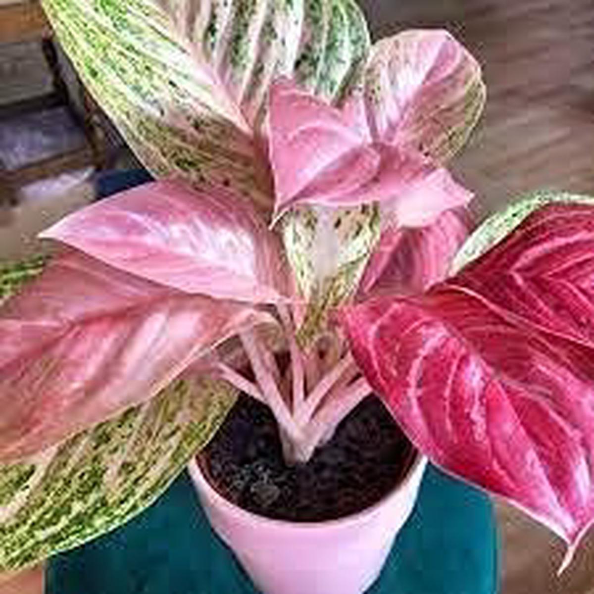 Pink Aglaonema Flower seeds for Planting - Easy to Grow, Heirloom & GMO Free Seeds for Home Garden