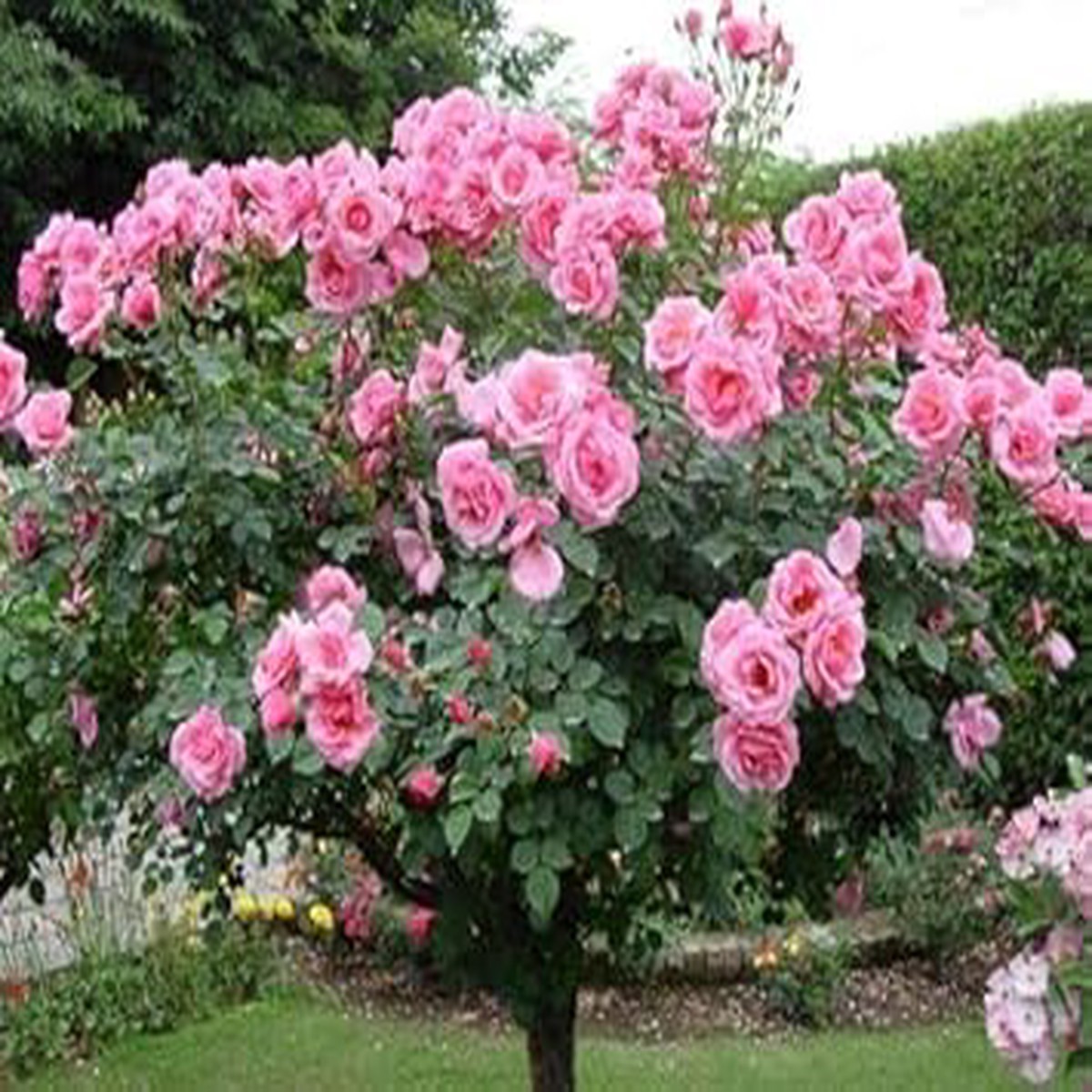 Pink Rose Tree Flower Seeds Heirloom Non-GMO Seeds for Elegant Garden Landscaping