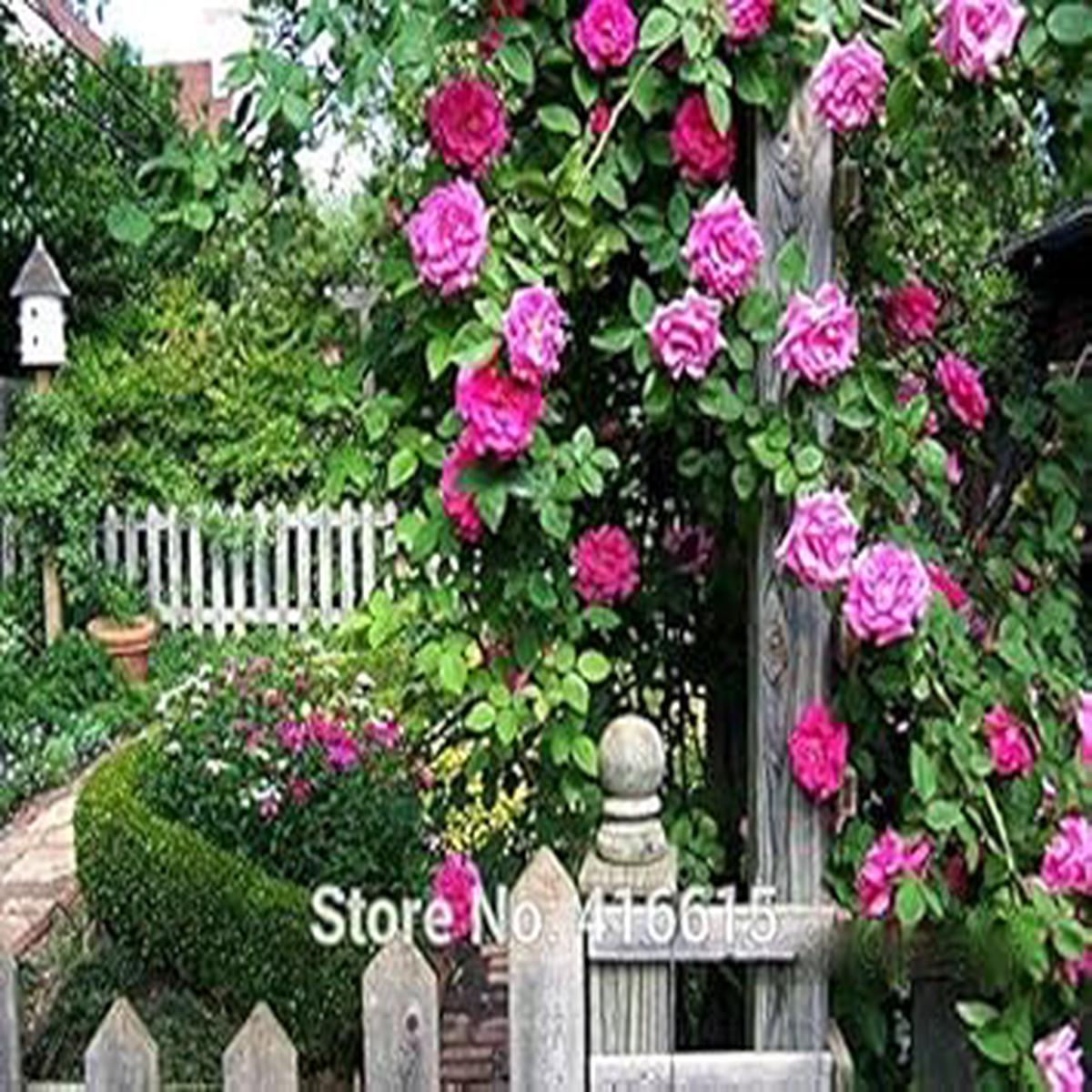 Pink Zephirine Rose Flower seeds for Planting - Bright Blooms, Heirloom & GMO Free Seeds for Home Garden