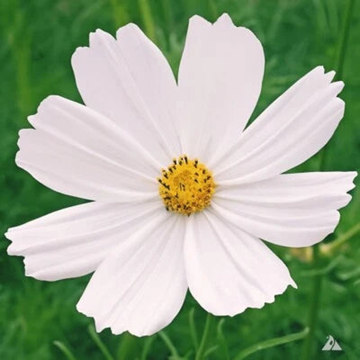 Purity Cosmos Non-GMO Heirloom
