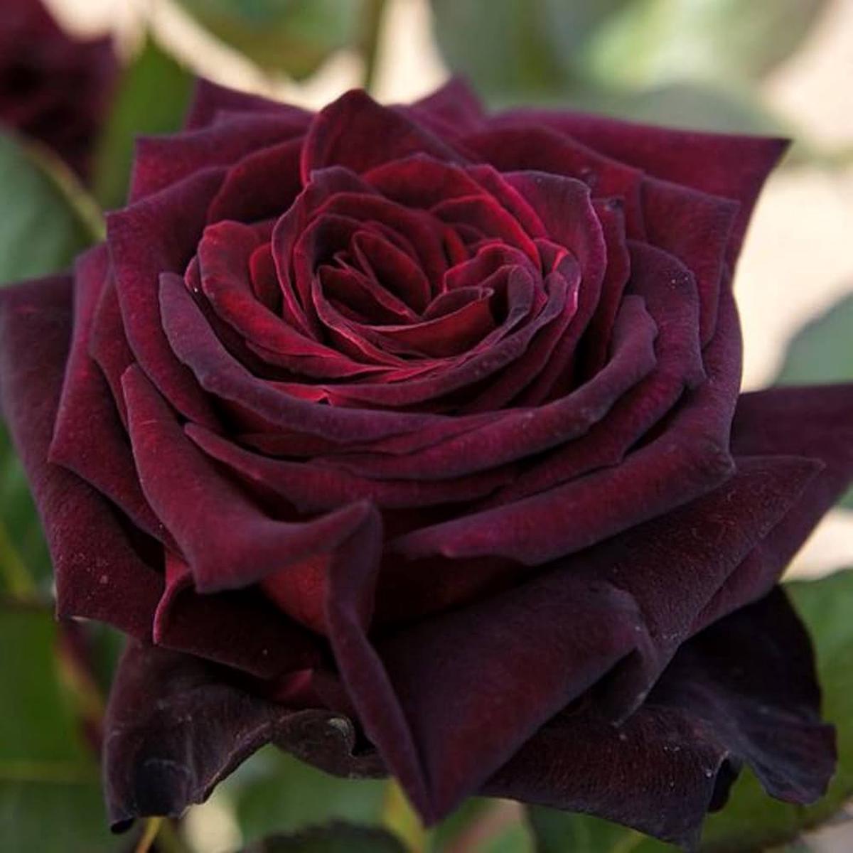 Rare Black Grafted Red Climbing Rose Flower Seeds for Planting | Heirloom, Non-GMO, High Germination