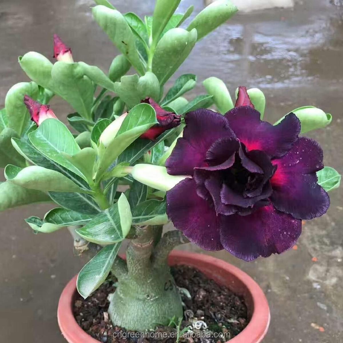 Rare Purple Black Desert Rose Flower Seeds for Planting Heirloom, Non-GMO, Drought-Tolerant