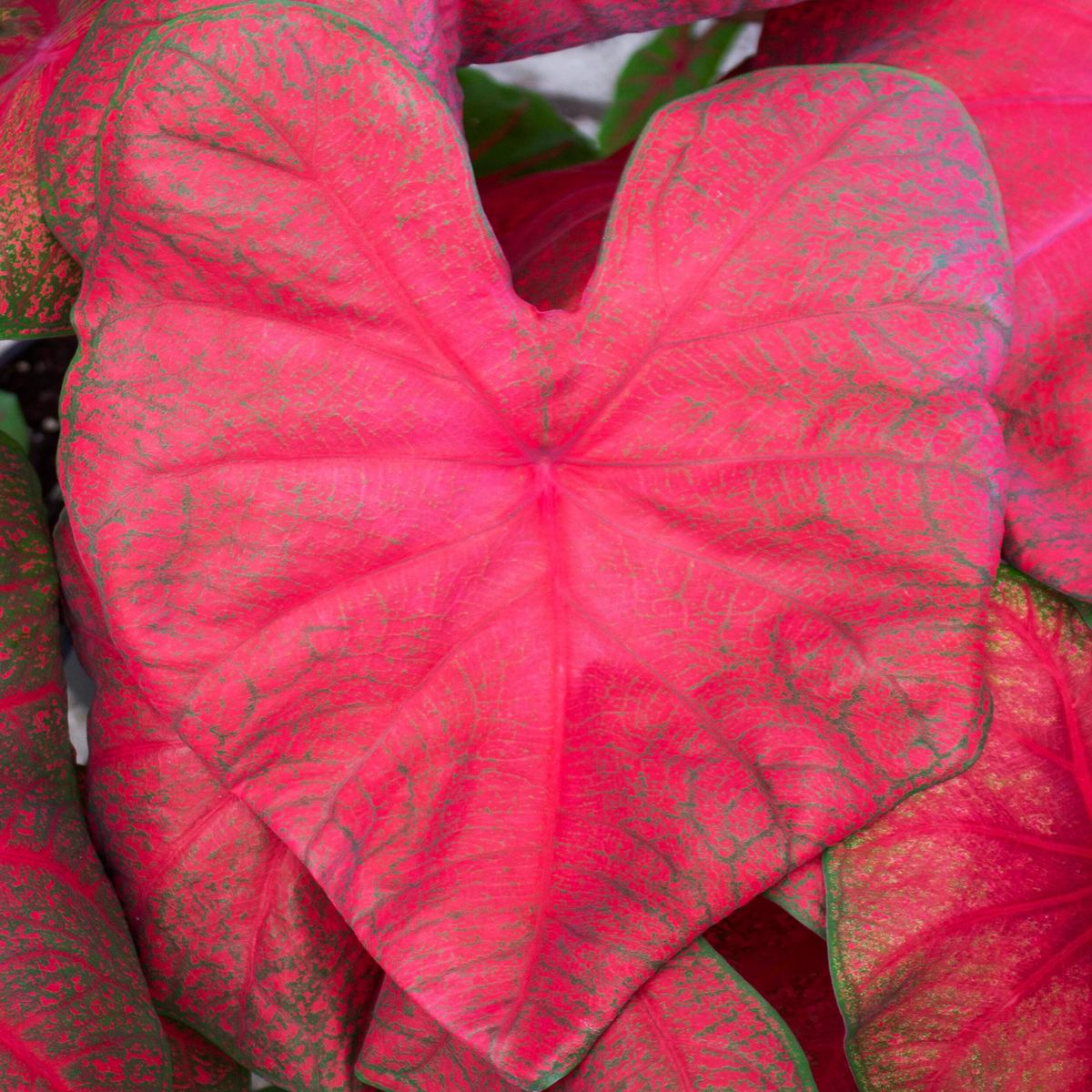 Red Fancy Leaf or Brandywine Caladium Leaf Seeds for Planting Heirloom Non-GMO, High Germination Organic Garden Seeds