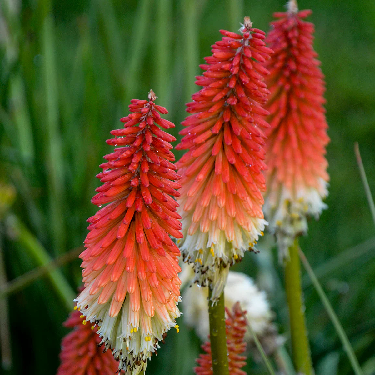 Red Hot Poker Flower Seeds for Planting Heirloom Non-GMO, High Germination Organic Garden Seeds