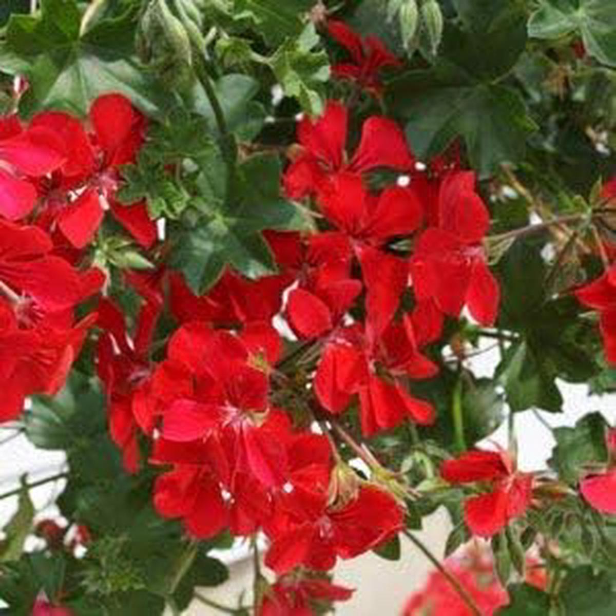 Red Narcissus Flower Seeds for Planting Premium Quality Heirloom Non-GMO High Germination Organic Garden Seeds
