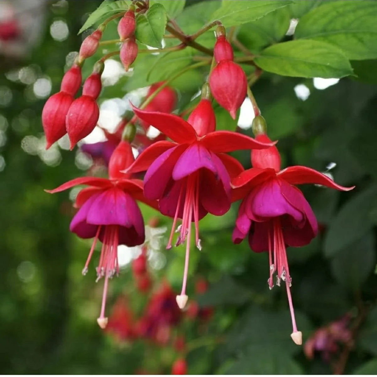 Red Pink Fuchsia Flower Seeds for Planting Garden Favorite Heirloom & GMO Free Seeds for Home Garden Sale
