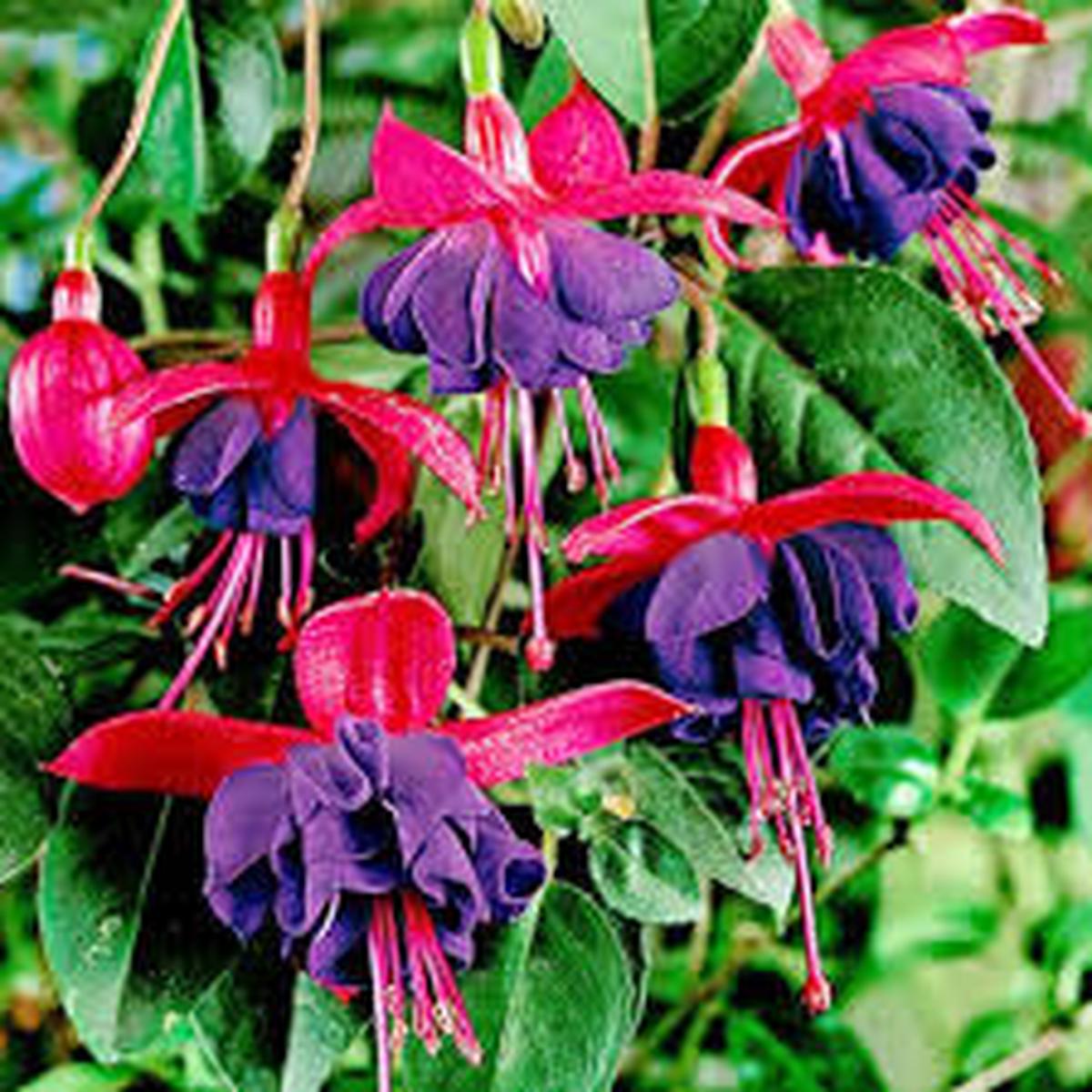 Red Violet Fuchsia Flower Seeds for Planting Heirloom, Non-GMO, High Germination Garden Seeds