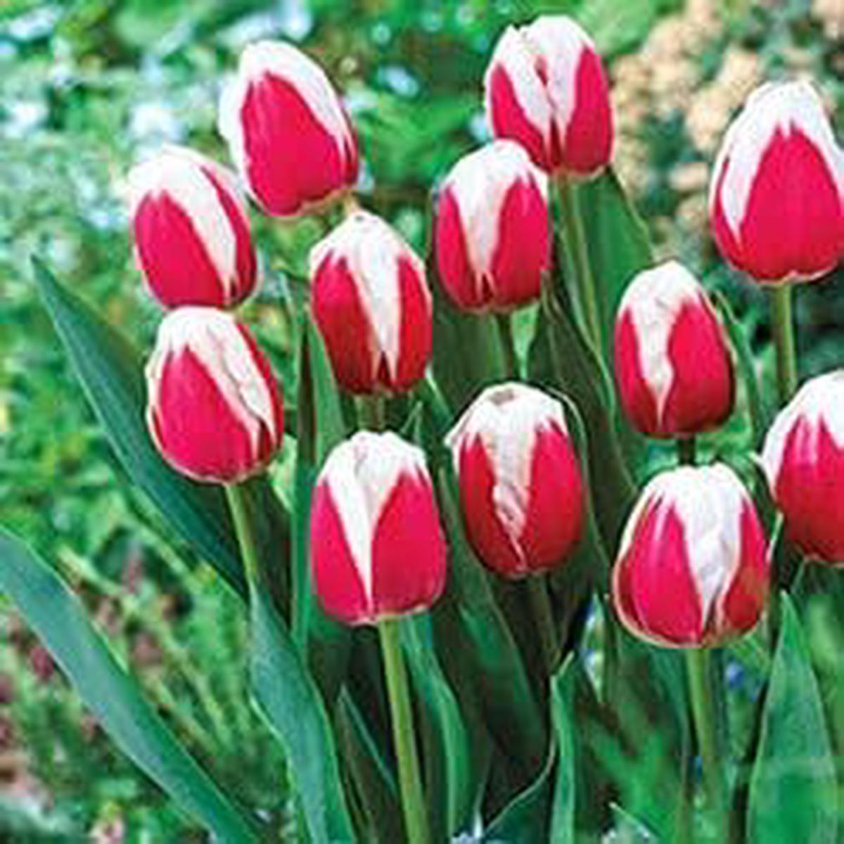 Red White Tulip Flower Seeds for Planting Heirloom, Non-GMO, High Germination Organic Garden Seeds