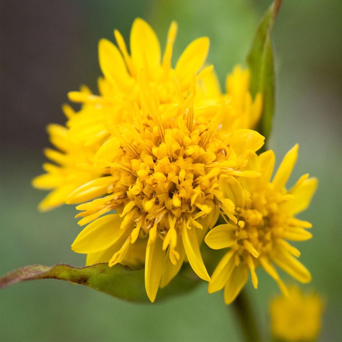 Solidago Canadensis Flower seeds for Planting Seasonal Bloomer Heirloom & GMO Free Seeds for Home Garden