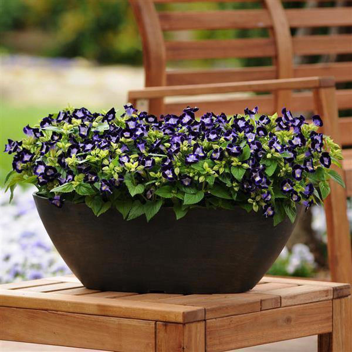 Torenia Flower Seeds for Planting and Gardening