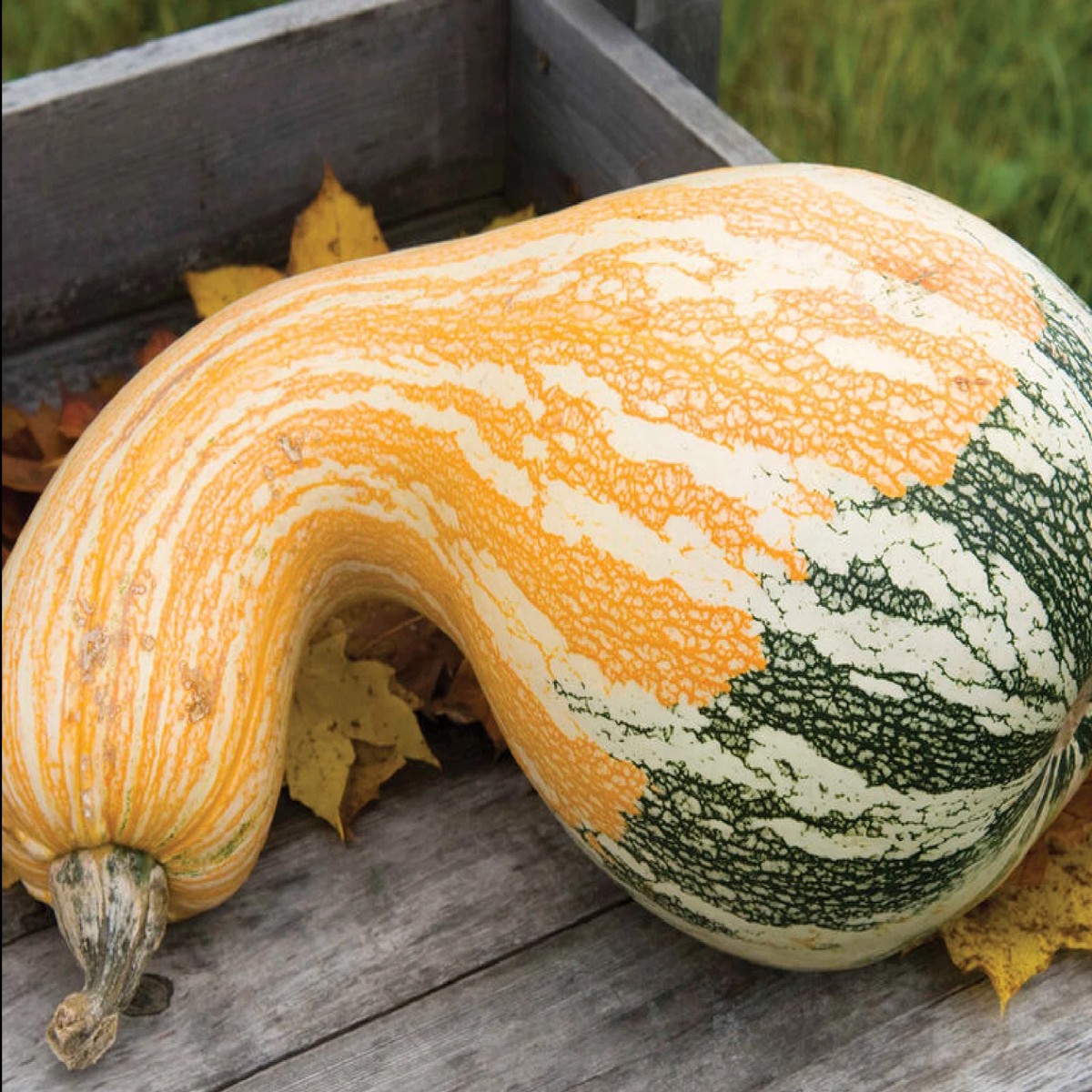 Tricolor Cushaw Pumpkin Squash Seeds Genuine Heirloom, Non-GMO, High Germination Organic Garden Seeds