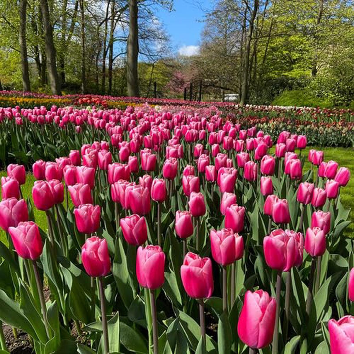 Tulip Flower Pink - Heirloom, Non - Gmo Seeds