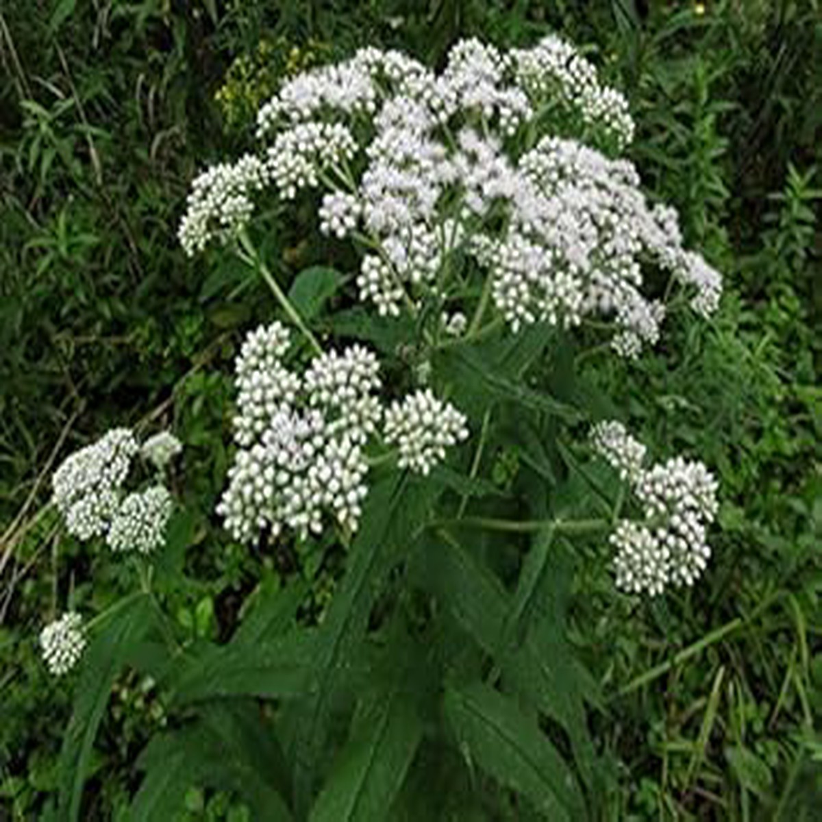 White Boneset (Thoroughwort) Flower Seeds Non-GMO Heirloom Seeds for Planting