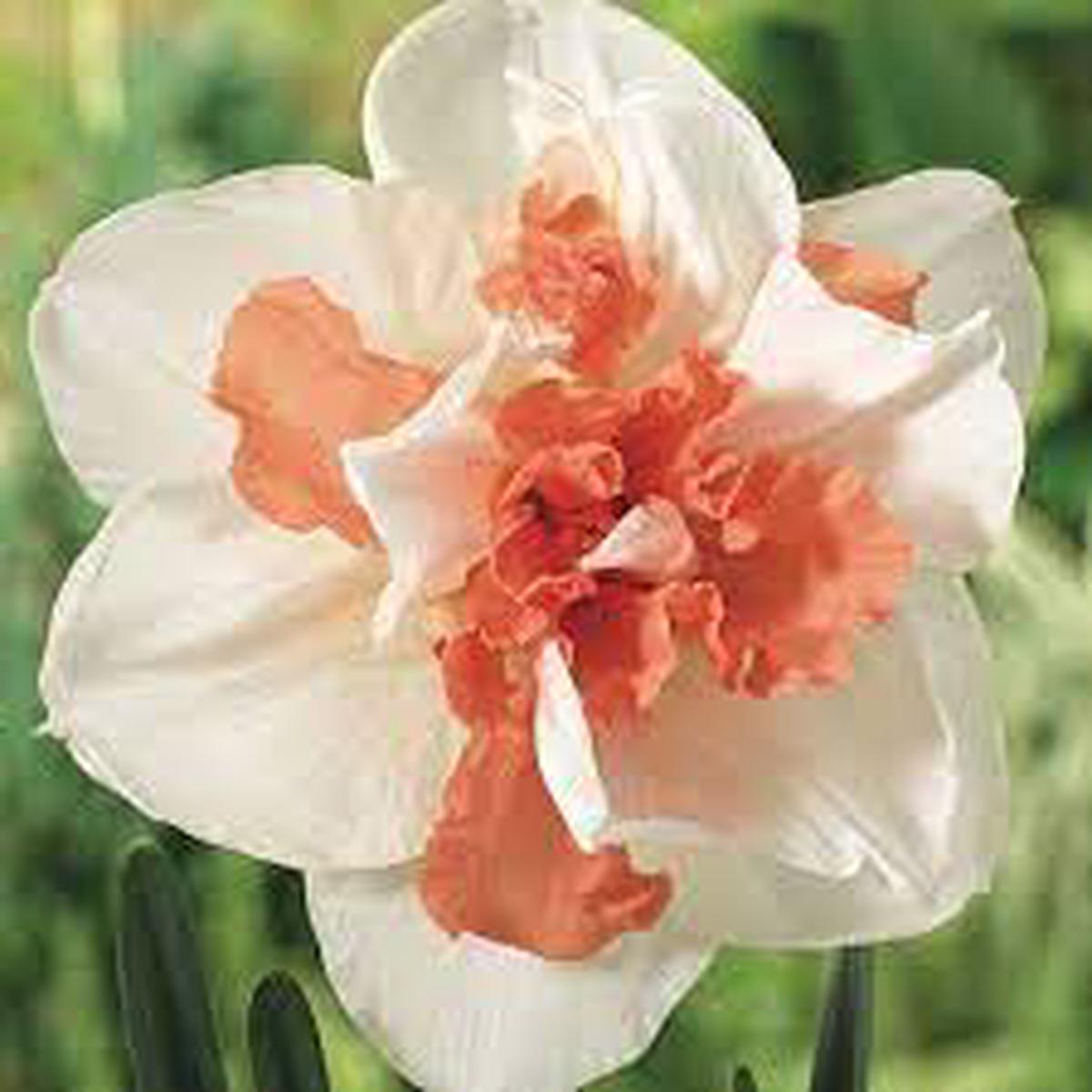 White Double Mixed Petals Narcissus Daffodil Flower Seeds Heirloom Non-GMO High Germination Organic Garden Seeds