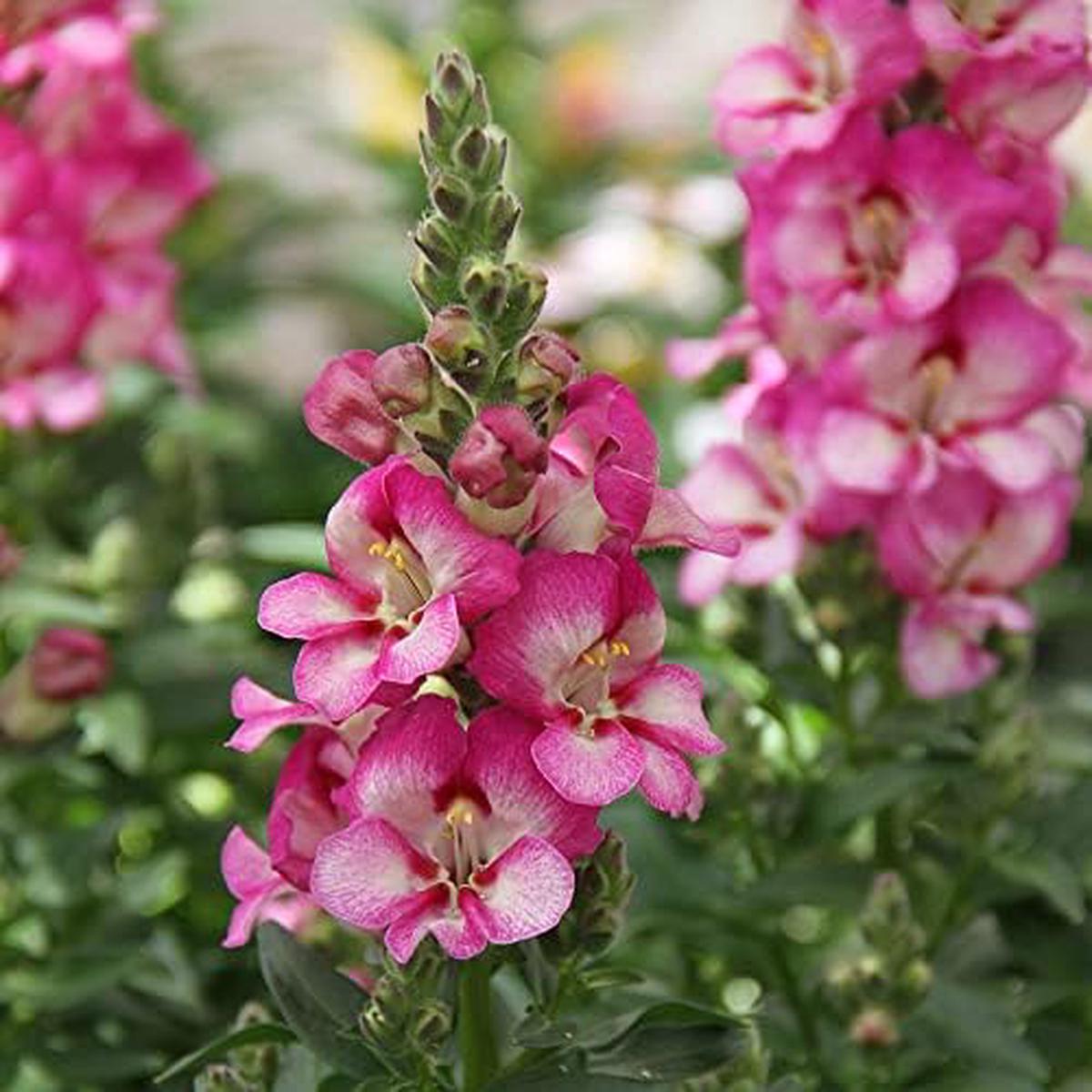 White & Pink Antirrhinum Flower Seeds for Planting Heirloom, Non-GMO, High Germination Organic Garden Seeds