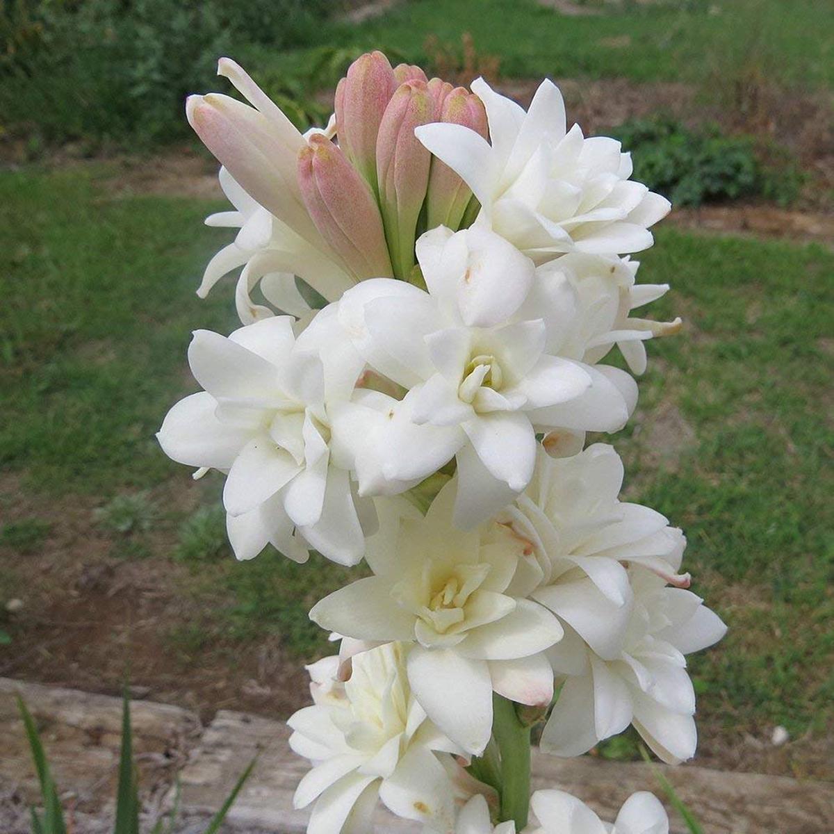Wilde Lauch Allium schoenoprasum Flower Seeds for Planting in Flower Bed