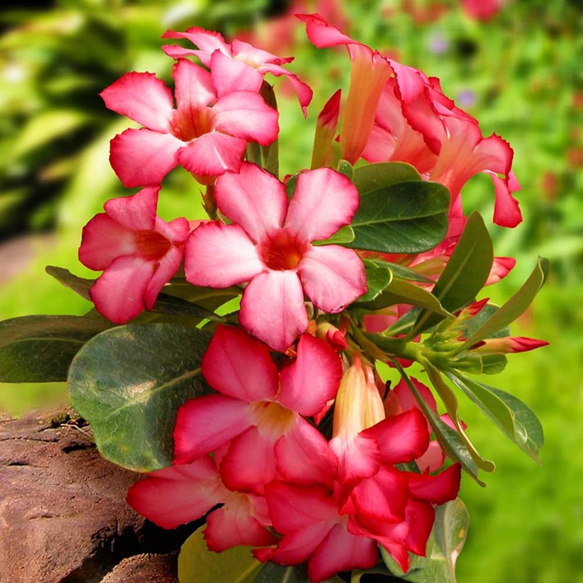 Adenium Flower seeds for Planting Easy to Grow, Heirloom & GMO Free Seeds for Home Garden, High Germination