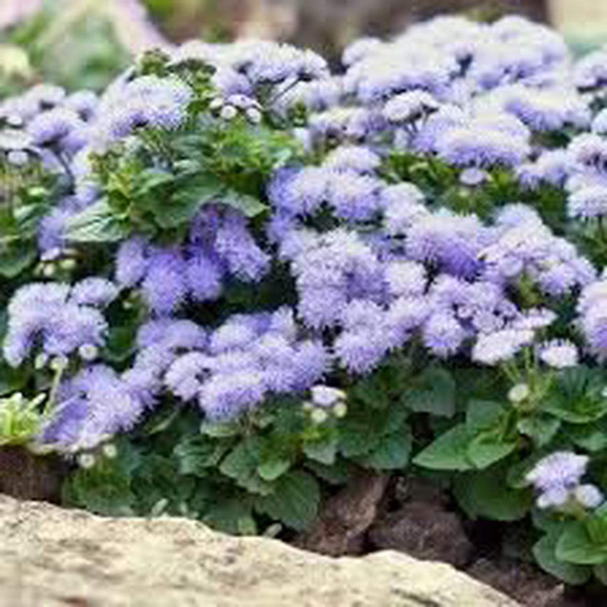 Ageratum Ageratum houstonianum Flower Seeds for Home Garden Borders