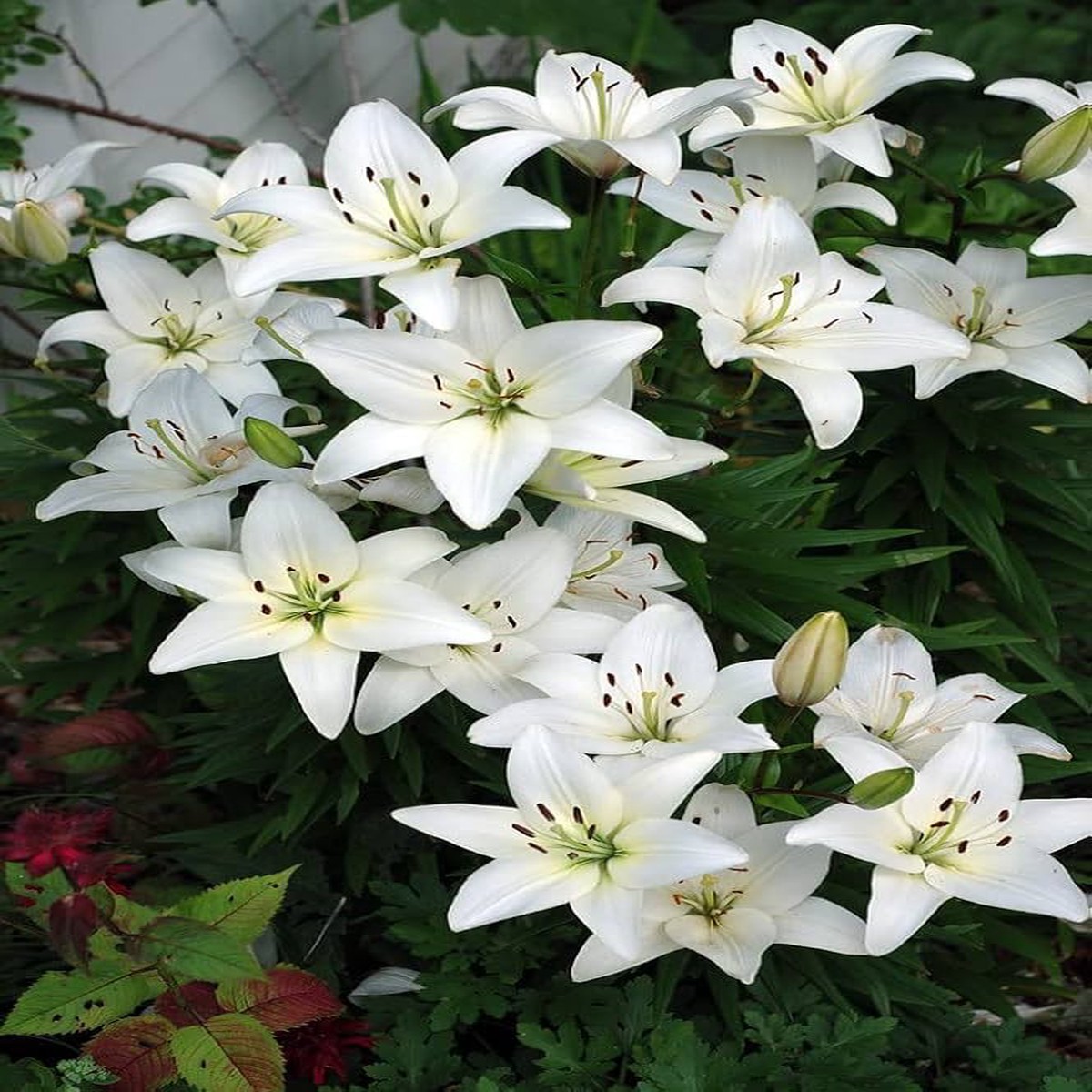 Blue Heart Lily Lilium spp. flower seeds for vertical garden use
