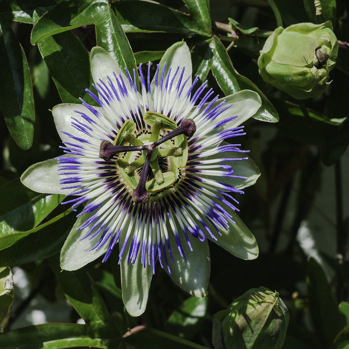 Blue Passion Flower Seeds for Planting Non-GMO, Easy Grow Vibrant Climbing Vine for Garden & Patio