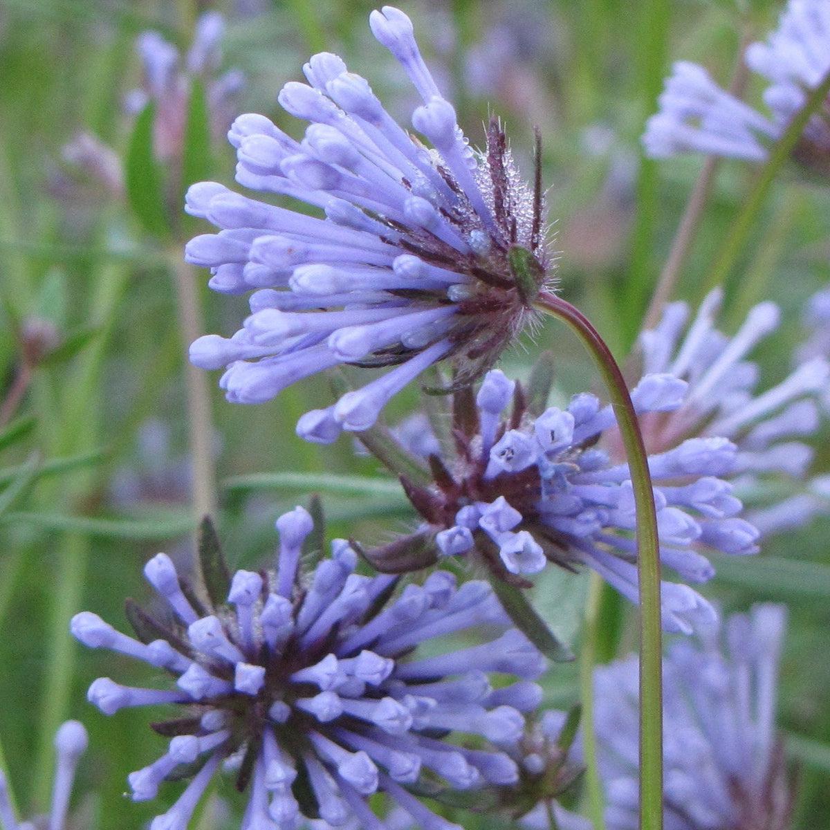 Blue Woodruff Flower seeds for Planting - Wildflower Mix, Heirloom & GMO Free Seeds for Home Garden