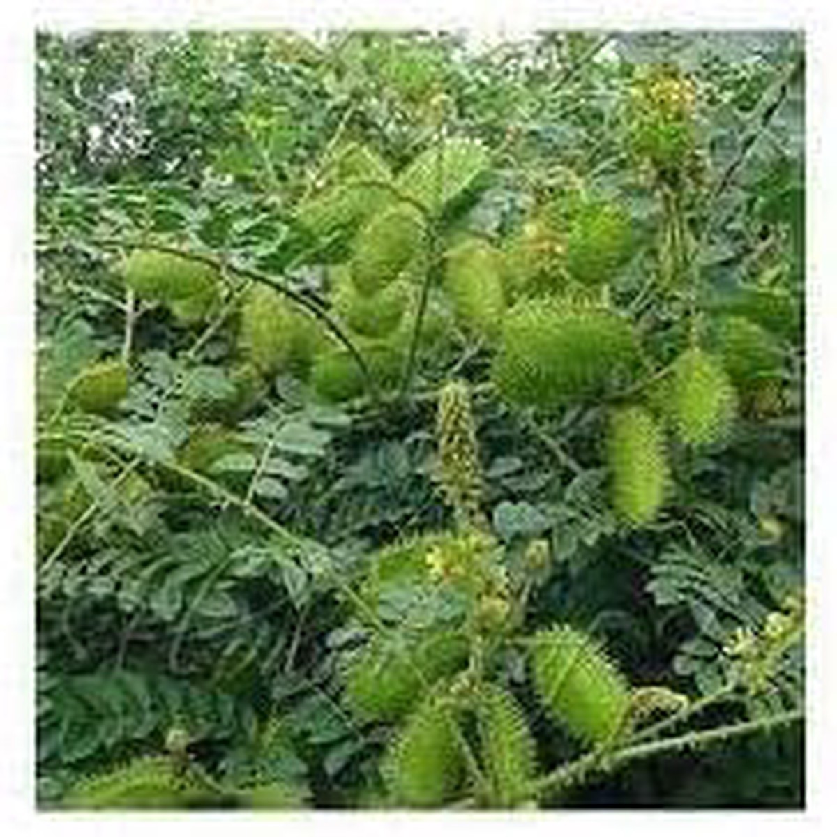 Caesalpinia Bonducella Flower seeds for Planting - Vibrant Colors, Heirloom & GMO Free Seeds for Home Garden