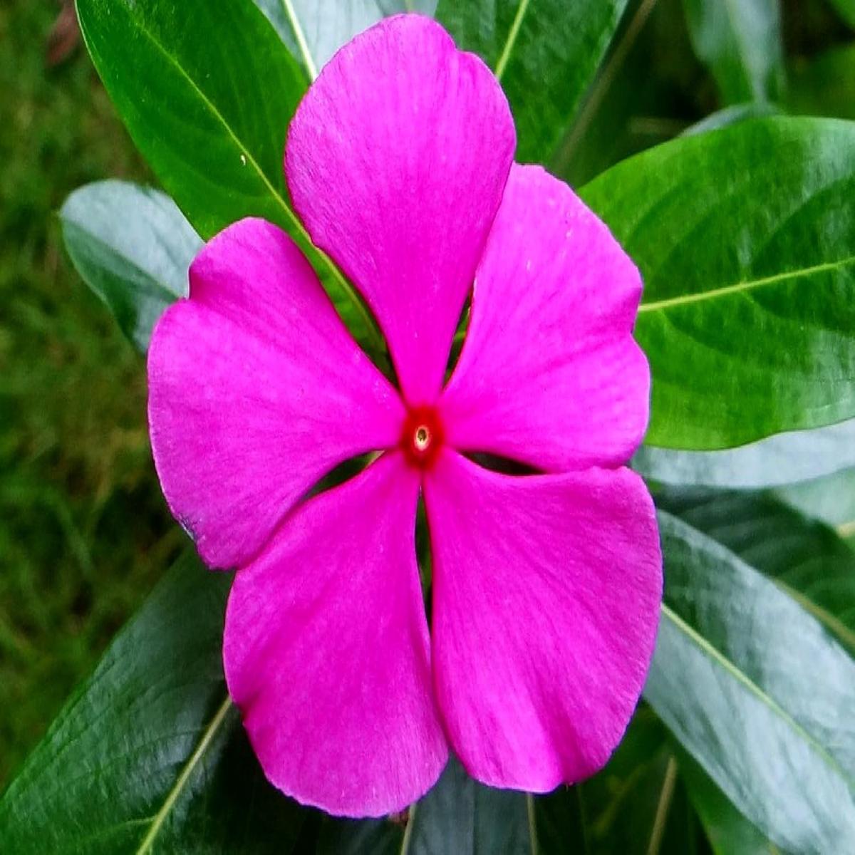 Catharanthus Flower Seeds for Planting Garden Favorite, Heirloom, Non-GMO, High Germination