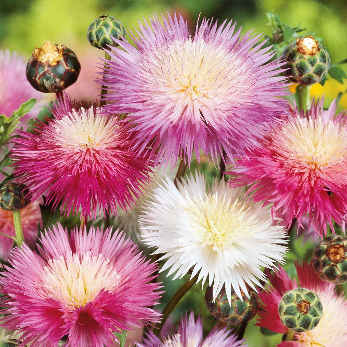 Cornflower Seeds - Imperialis Mix