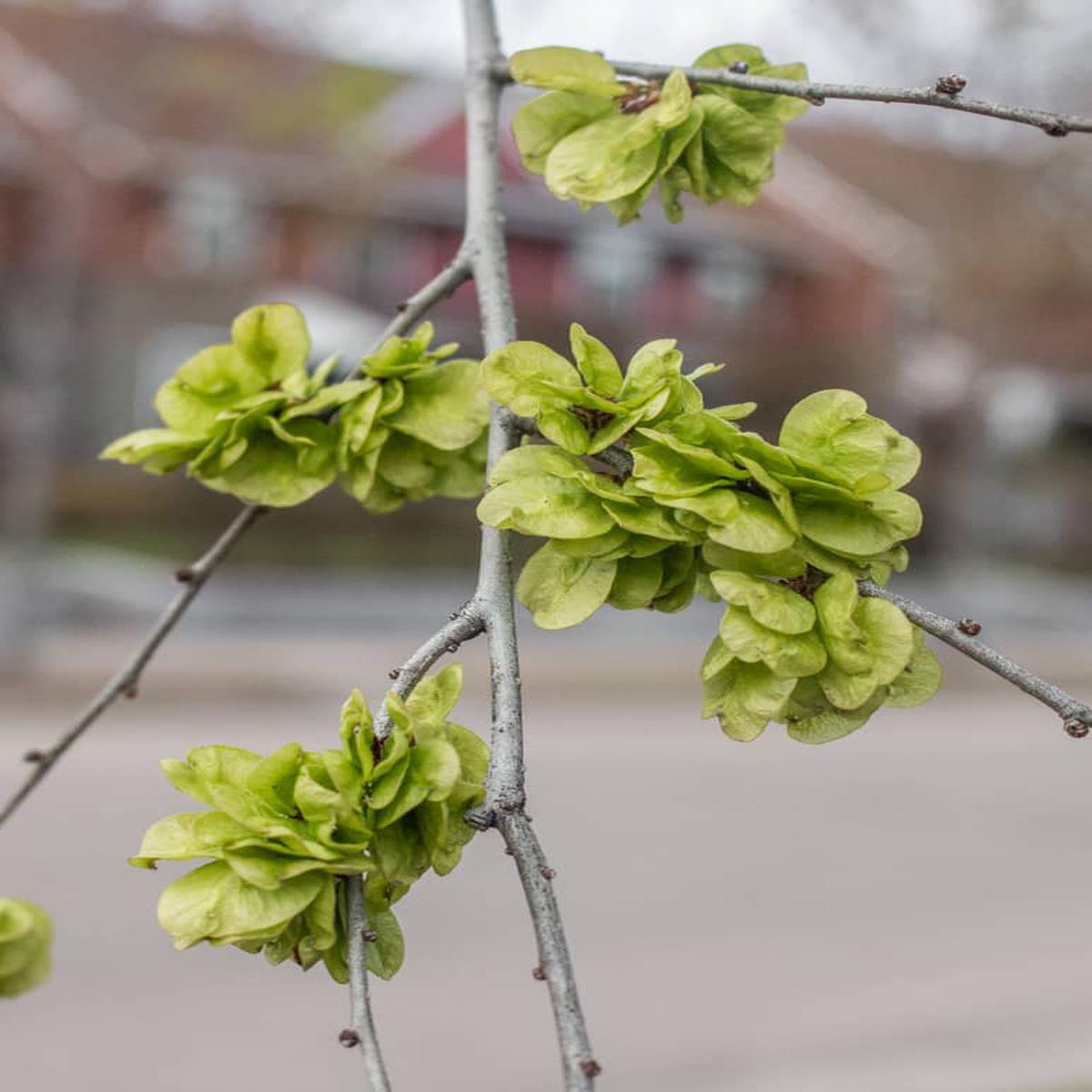 Dark Green Elm Flower seeds for Planting - Colorful Display, Heirloom & GMO Free Seeds for Home Garden