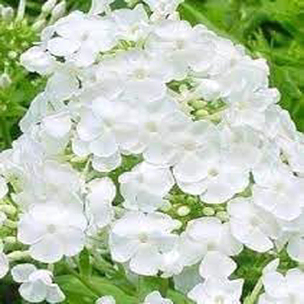 Drummondii Flower Seeds for Planting Heirloom, Non-GMO, High Germination Organic Garden Seeds