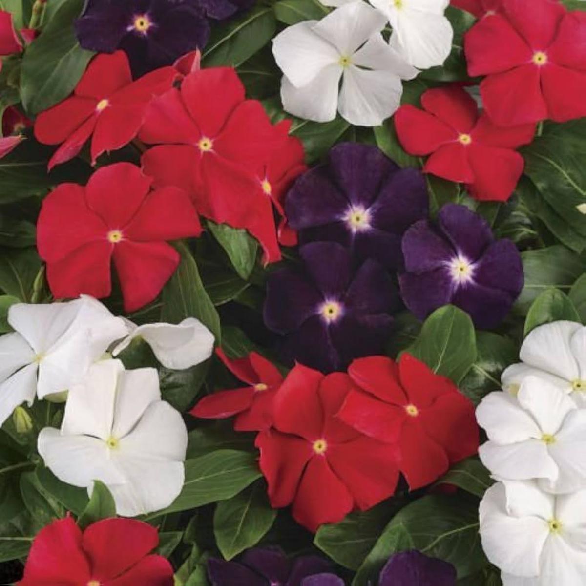Dwarf Little Periwinkle Mixed Color Flower Seeds