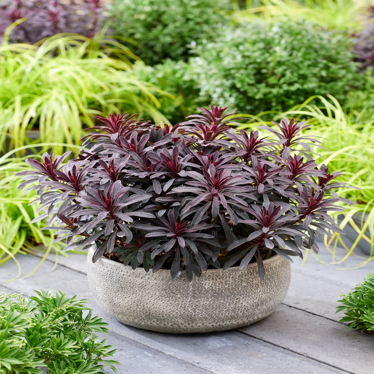 Euphorbia Amygdaloides Flower seeds for Planting - Easy to Grow, Heirloom & GMO Free Seeds for Home Garden